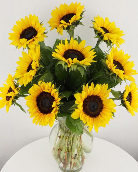SUNSHINE SUMMER
