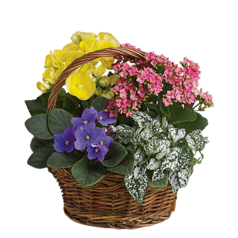 Mixed Plant Basket