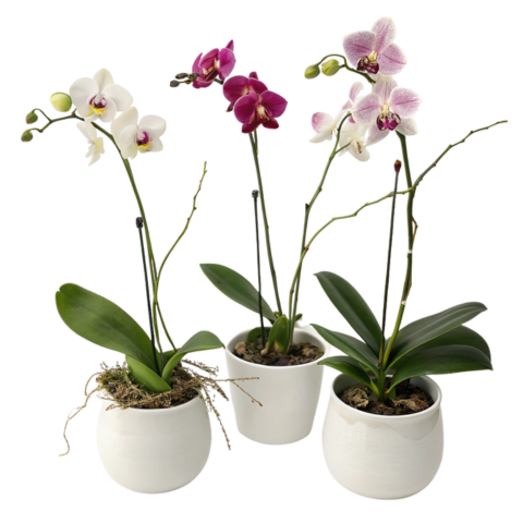 Potted Orchid