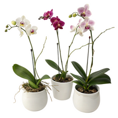 Featured Products
