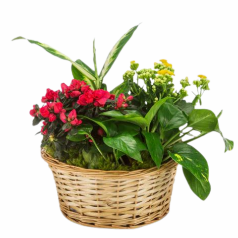 Mixed Plant Basket