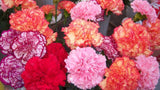 Dozen carnations