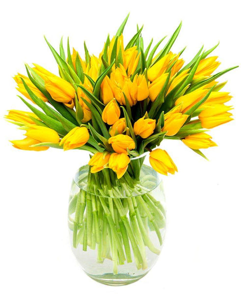 30 Yellow Tulips